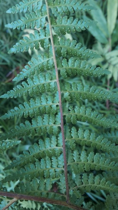 Microlepia nepalensis, photographed by naturewatchwidow