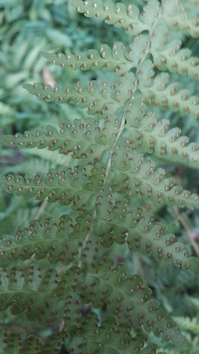 Microlepia nepalensis, photographed by naturewatchwidow