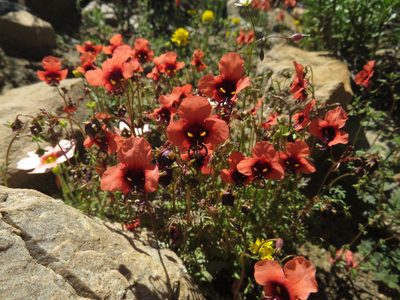 Alonsoa unilabiata, photographed by James Deacon
