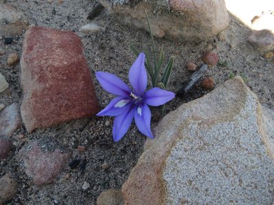 Babiana sambucina, photographed by James Deacon