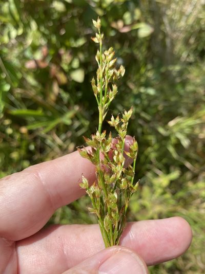 Juncus trigonocarpus, photographed by Alan Weakley