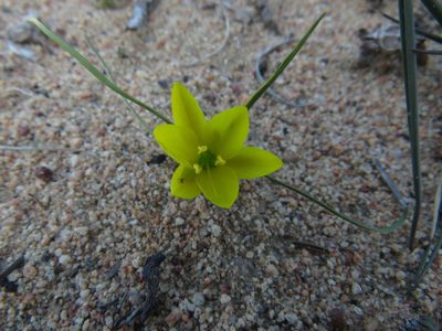 Geissorhiza ornithogaloides, photographed by James Deacon