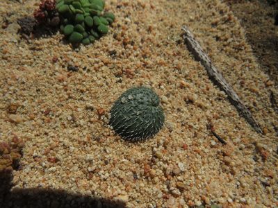 Holothrix cernua, photographed by James Deacon
