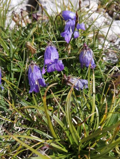 Campanula saxifraga, photographed by Nevlyutov Marat