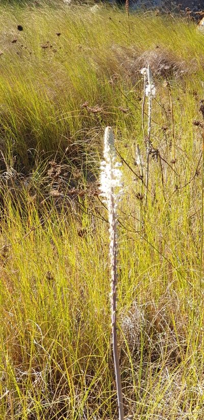 Squilla glaucophylla, photographed by EN57