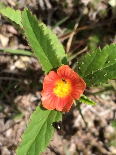 Sida linearis, photographed by Carlos Martorell