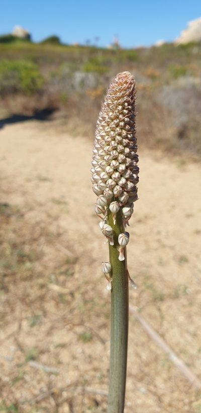 Squilla glaucophylla, photographed by EN57