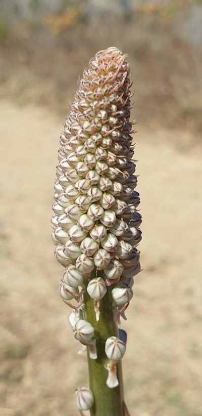 Squilla glaucophylla, photographed by EN57