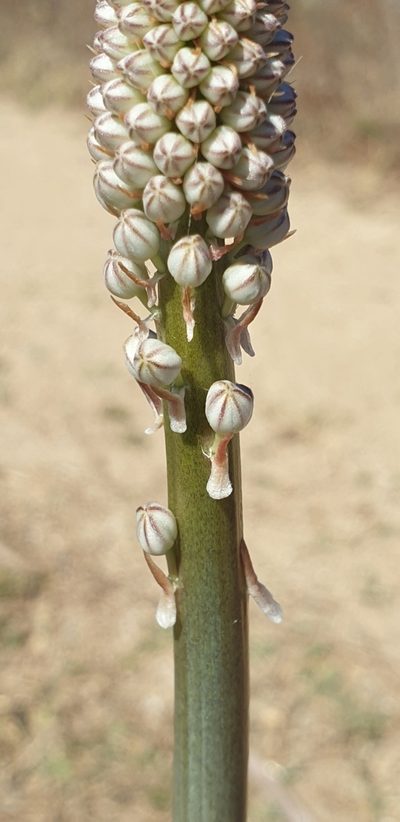 Squilla glaucophylla, photographed by EN57