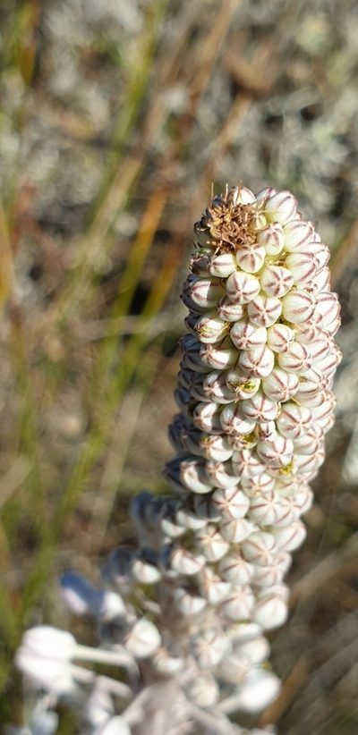 Squilla glaucophylla, photographed by EN57