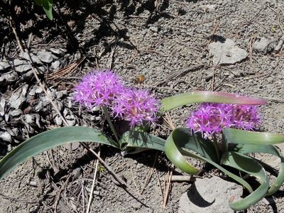 Allium platycaule, photographed by Leah Gardner