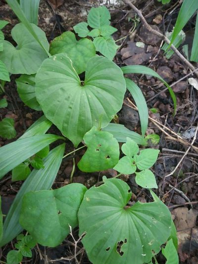 Nervilia concolor, photographed by S.MORE