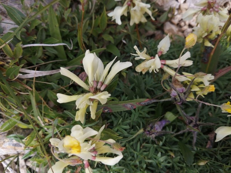 Trifolium polyphyllum, photographed by Nevlyutov Marat