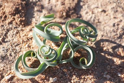 Dipcadi crispum, photographed by Noeleen du Toit