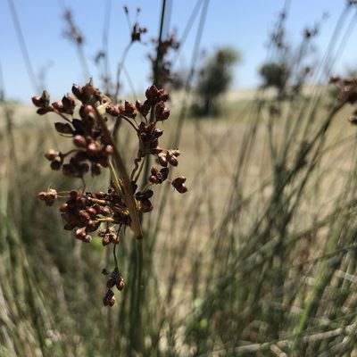 Juncus littoralis, photographed by Dag Endresen