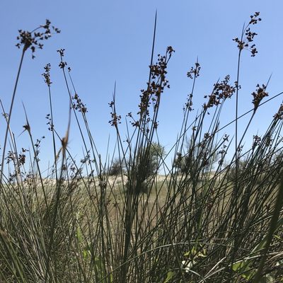 Juncus littoralis, photographed by Dag Endresen