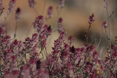 Dyerophytum africanum, photographed by Noeleen du Toit