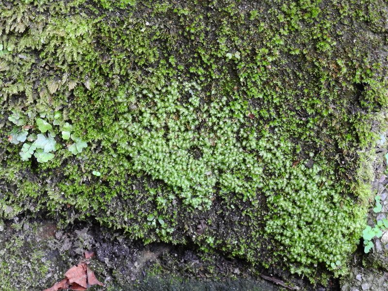 Fissidens pusillus, photographed by Susan Marley