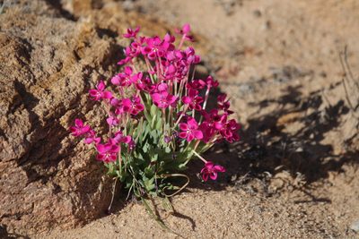 Lapeirousia silenoides, photographed by Noeleen du Toit