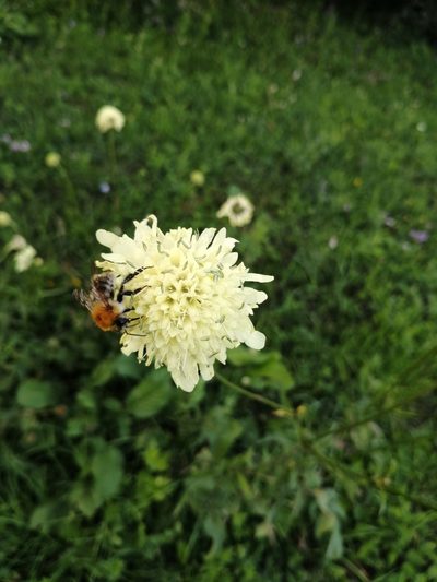 Cephalaria gigantea, photographed by Nevlyutov Marat