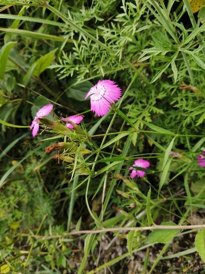 Dianthus caucaseus, photographed by Nevlyutov Marat