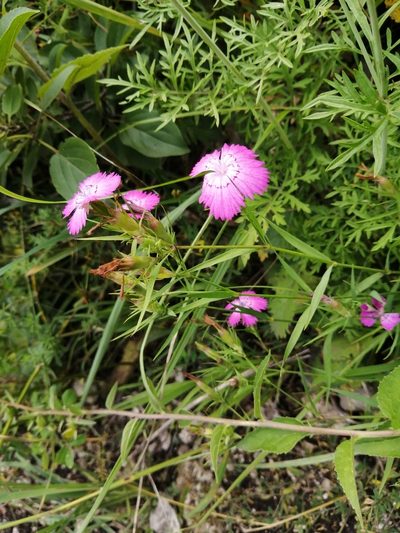 Dianthus caucaseus, photographed by Nevlyutov Marat
