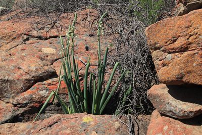 Albuca canadensis, photographed by Tony Rebelo