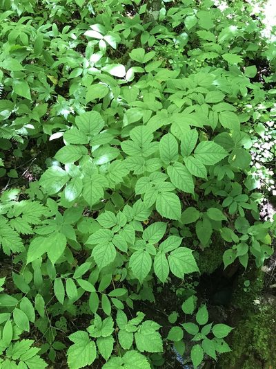Astilbe biternata, photographed by Alan Weakley