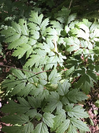 Actaea podocarpa, photographed by Alan Weakley