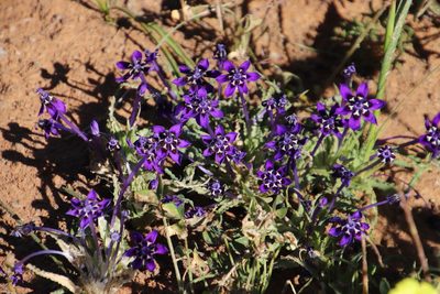 Lapeirousia oreogena, photographed by Tony Rebelo