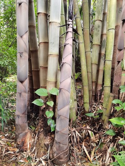 Dendrocalamus asper, photographed by Eduardo Chacón Madrigal