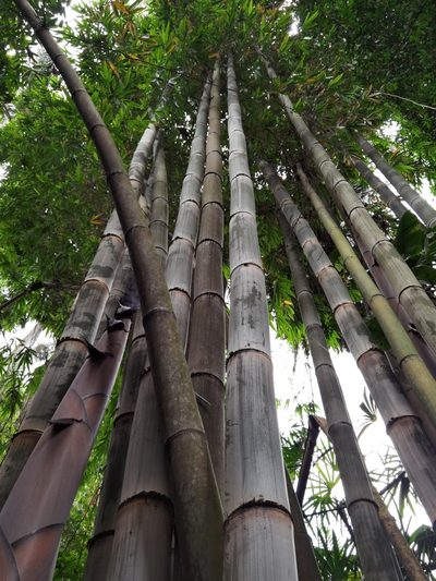 Dendrocalamus asper, photographed by Eduardo Chacón Madrigal