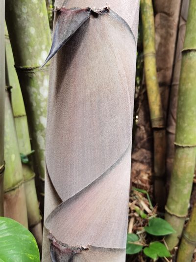 Dendrocalamus asper, photographed by Eduardo Chacón Madrigal