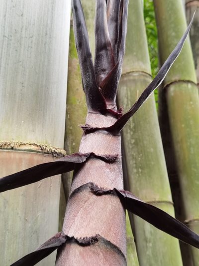 Dendrocalamus asper, photographed by Eduardo Chacón Madrigal