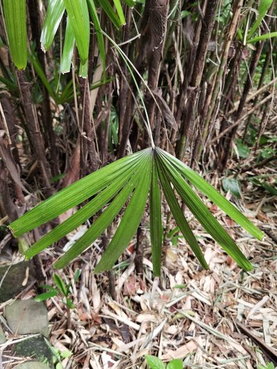 Rhapis excelsa, photographed by Eduardo Chacón Madrigal