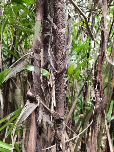 Rhapis excelsa, photographed by Eduardo Chacón Madrigal