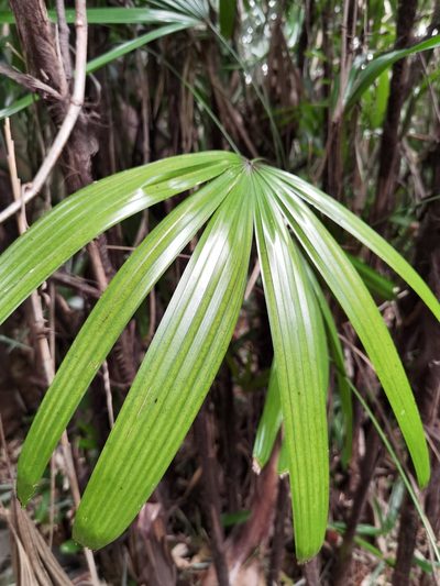 Rhapis excelsa, photographed by Eduardo Chacón Madrigal