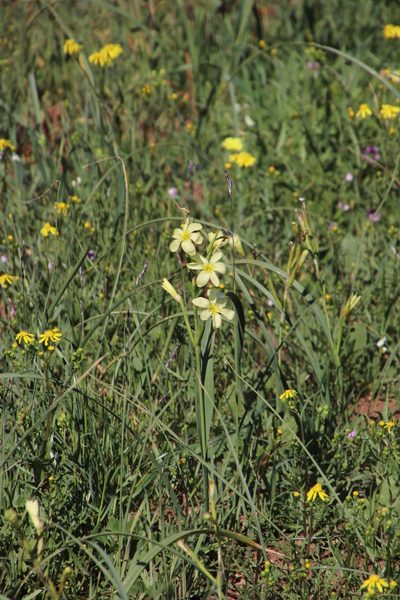 Moraea fragrans, photographed by Tony Rebelo