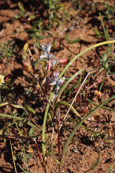 Lachenalia obscura, photographed by Tony Rebelo