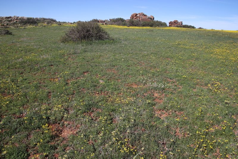 Arctotis sulcocarpa, photographed by Tony Rebelo