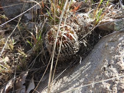 Stenocactus pentacanthus, photographed by Oscar Alejandro Morales Juárez