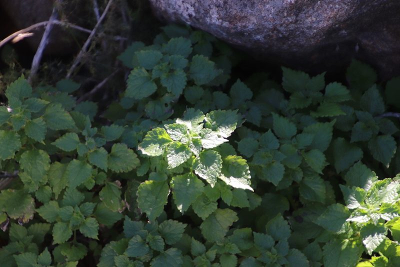 Didymodoxa capensis, photographed by Tony Rebelo