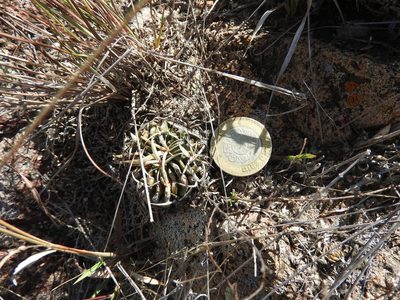 Stenocactus pentacanthus, photographed by Oscar Alejandro Morales Juárez
