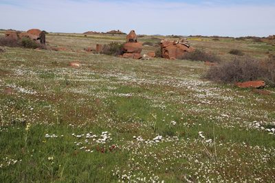 Romulea monadelpha, photographed by Tony Rebelo