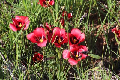 Romulea monadelpha, photographed by Tony Rebelo