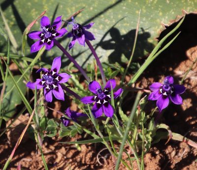 Lapeirousia oreogena, photographed by Tony Rebelo