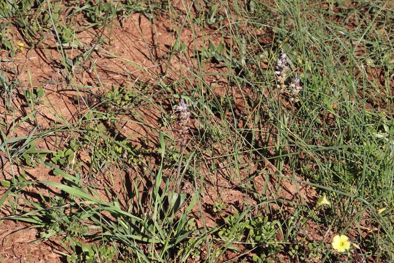 Lachenalia obscura, photographed by Tony Rebelo