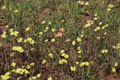 Moraea bifida, photographed by Tony Rebelo