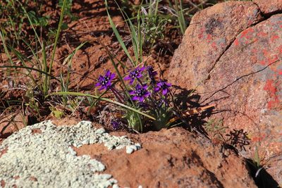 Lapeirousia oreogena, photographed by Tony Rebelo