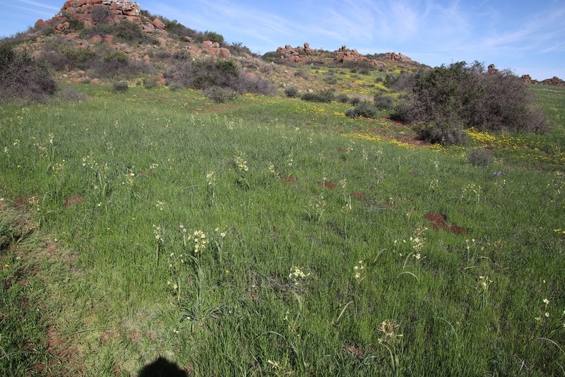 Moraea fragrans, photographed by Tony Rebelo